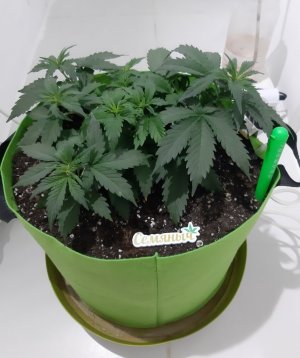 20230913_200536.jpg 20230913_200536.jpg