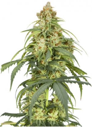 auto cbd force.jpg auto cbd force.jpg