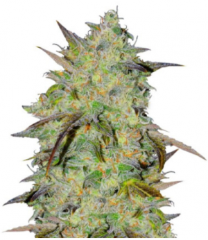 1694772113754.png 1694772113754.png