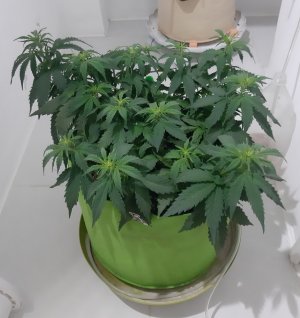 20230915_180739.jpg 20230915_180739.jpg