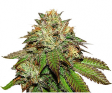 1694772641901.png 1694772641901.png