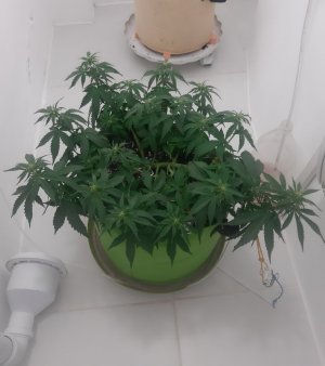 20230916_085141.jpg 20230916_085141.jpg