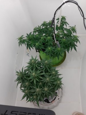 20230916_122207.jpg 20230916_122207.jpg