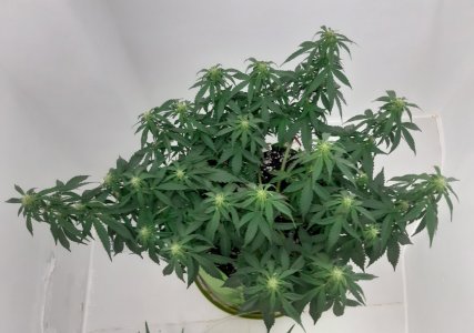 20230916_211305.jpg 20230916_211305.jpg