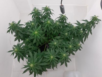 20230916_210950.jpg 20230916_210950.jpg