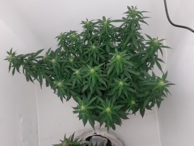 20230916_210925.jpg 20230916_210925.jpg