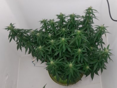 20230916_210701.jpg 20230916_210701.jpg