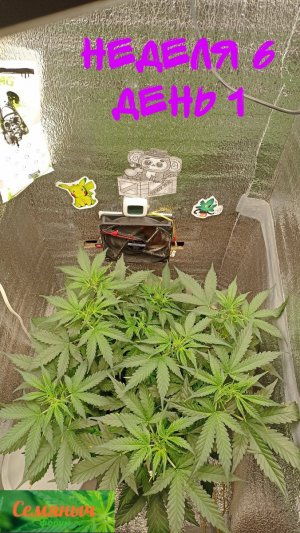 Picsart_23-09-11_20-36-22-584.jpg Picsart_23-09-11_20-36-22-584.jpg