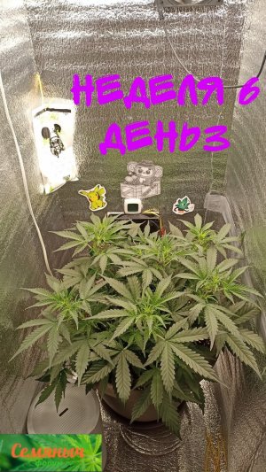 Picsart_23-09-13_07-23-40-711.jpg Picsart_23-09-13_07-23-40-711.jpg