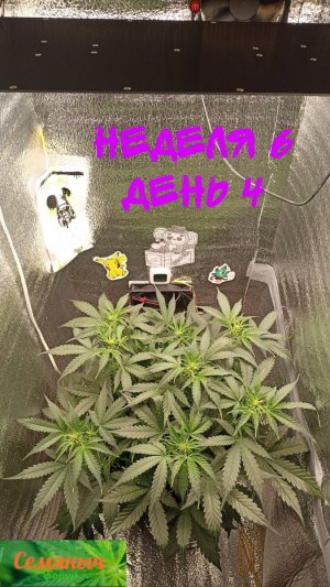 Picsart_23-09-14_07-31-21-972.jpg Picsart_23-09-14_07-31-21-972.jpg