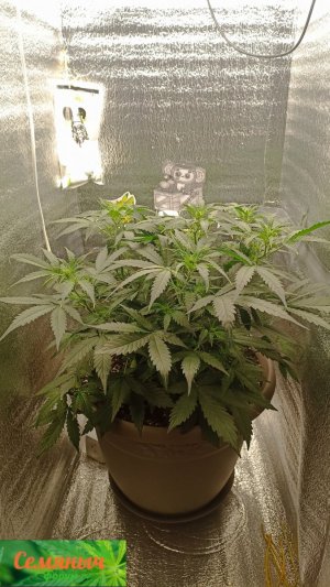 Picsart_23-09-14_07-32-34-051.jpg Picsart_23-09-14_07-32-34-051.jpg