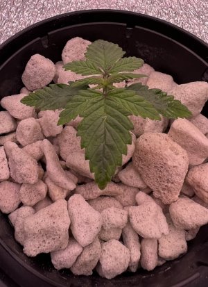 IMG_2781.jpeg IMG_2781.jpeg