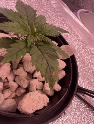 IMG_2812.jpeg IMG_2812.jpeg