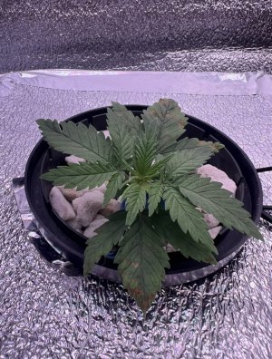 IMG_2833.jpeg IMG_2833.jpeg