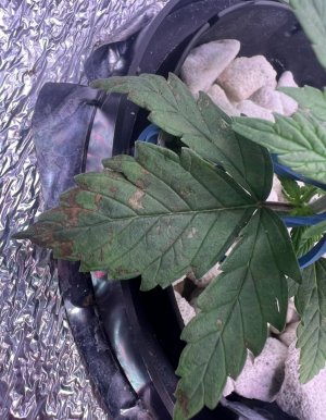 IMG_2835.jpeg IMG_2835.jpeg