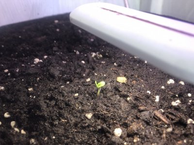 IMG_3984.jpeg IMG_3984.jpeg