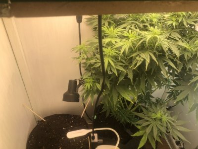 IMG_3985.jpeg IMG_3985.jpeg