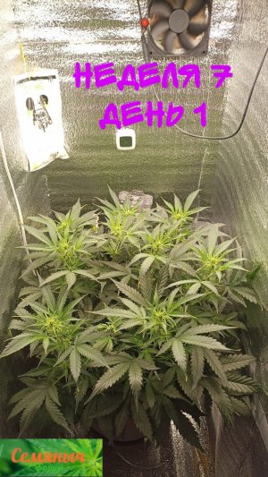 Picsart_23-09-18_07-29-48-875.jpg Picsart_23-09-18_07-29-48-875.jpg