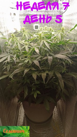 Picsart_23-09-22_23-12-49-732.jpg Picsart_23-09-22_23-12-49-732.jpg