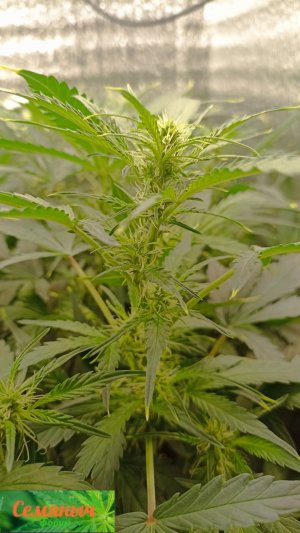 Picsart_23-09-23_08-58-36-228.jpg Picsart_23-09-23_08-58-36-228.jpg