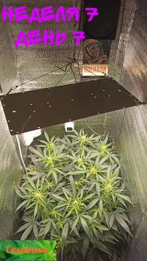 Picsart_23-09-24_07-23-46-111.jpg Picsart_23-09-24_07-23-46-111.jpg