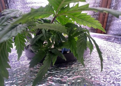 IMG_2906.jpeg IMG_2906.jpeg