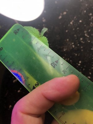 IMG_4355.jpeg IMG_4355.jpeg