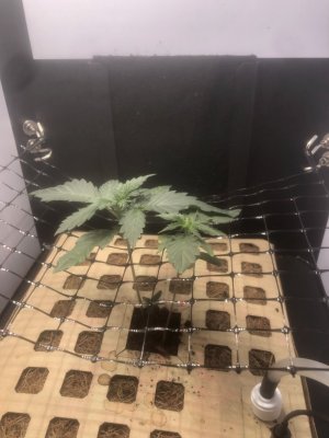 IMG_4554.jpeg IMG_4554.jpeg