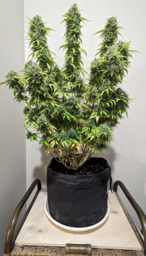 Screenshot_20230930-103628.png Screenshot_20230930-103628.png