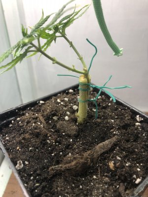 IMG_4402.jpeg IMG_4402.jpeg