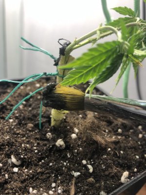 IMG_4415.jpeg IMG_4415.jpeg