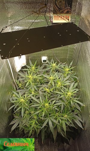 Picsart_23-09-25_07-46-40-786.jpg Picsart_23-09-25_07-46-40-786.jpg