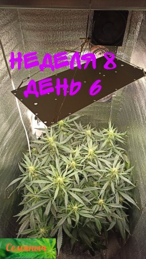 Picsart_23-09-30_07-39-37-157.jpg Picsart_23-09-30_07-39-37-157.jpg