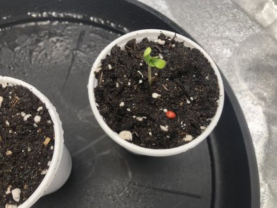 IMG_4439.jpeg IMG_4439.jpeg