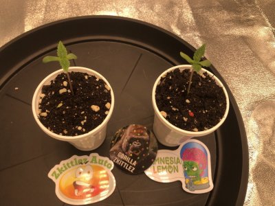 IMG_4443.JPG IMG_4443.JPG