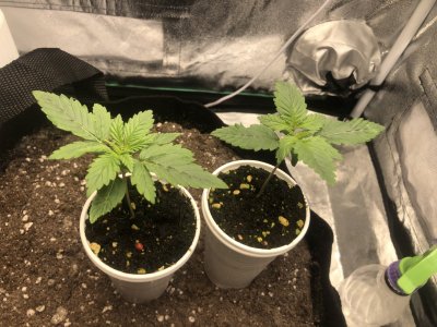 IMG_4456.JPG IMG_4456.JPG