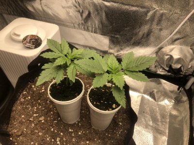 IMG_4461.JPG IMG_4461.JPG