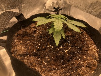 IMG_4463.JPG IMG_4463.JPG