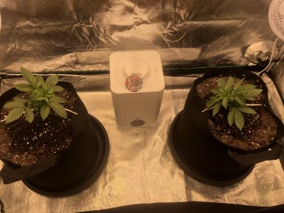 IMG_4468.JPG IMG_4468.JPG