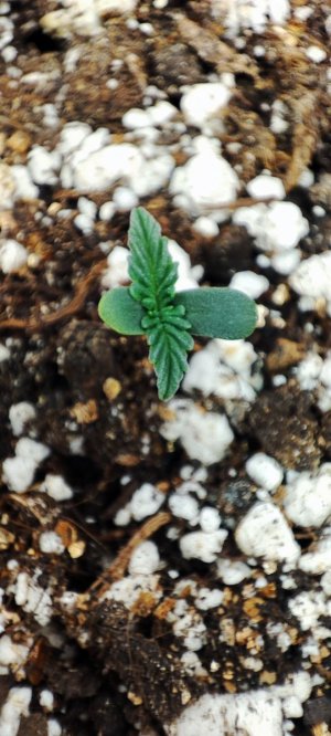 IMG_20231005_102217.jpg IMG_20231005_102217.jpg