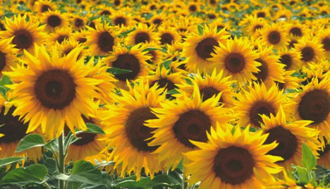 1696523181618.png 1696523181618.png