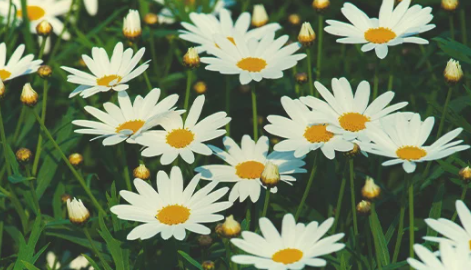 1696523431498.png 1696523431498.png