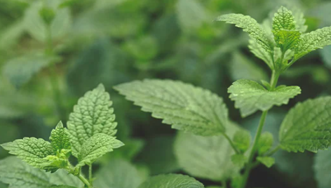 1696523519810.png 1696523519810.png