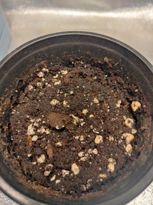 IMG_20230729_111026.jpg IMG_20230729_111026.jpg