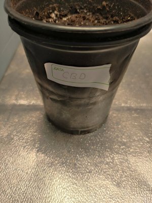 IMG_20230729_111029.jpg IMG_20230729_111029.jpg