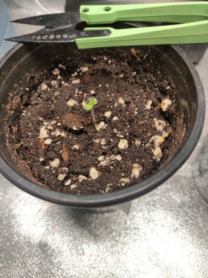 IMG_20230729_204918.jpg IMG_20230729_204918.jpg