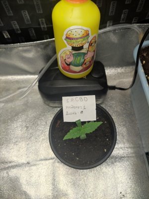 IMG_20230803_083707.jpg IMG_20230803_083707.jpg