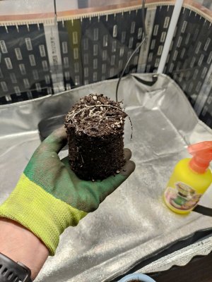 IMG_20230808_043136.jpg IMG_20230808_043136.jpg