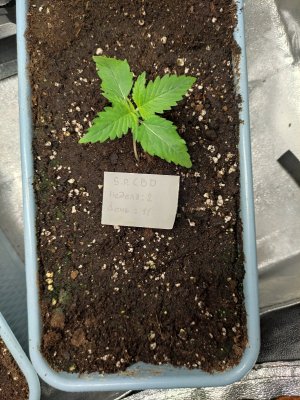 IMG_20230808_043804.jpg IMG_20230808_043804.jpg