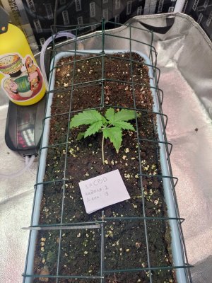 IMG_20230810_065112.jpg IMG_20230810_065112.jpg